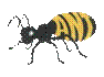 A black and yellow ant

Description automatically generated